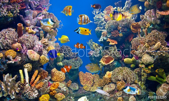 Bild på Colorful and vibrant aquarium life